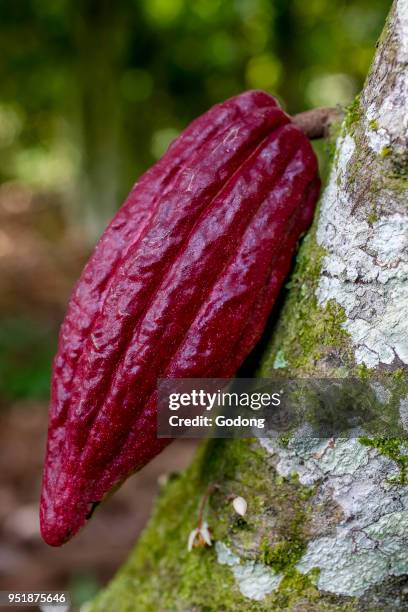 Ivory Coast. New cocoa pod on tree.