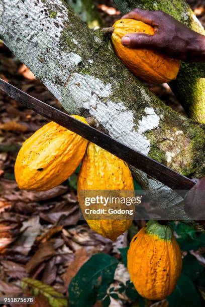 Ivory Coast. Farmer harvesting cocoa in his plantation.