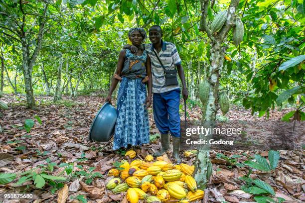 Ivory Coast. Farmer harvesting cocoa with his wife.