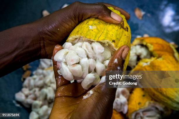 Ivory Coast. Farmer breaking up harvested cocoa pods.