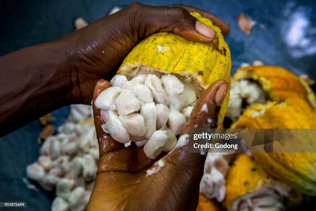 Farmer breaking up harvested cocoa pods.