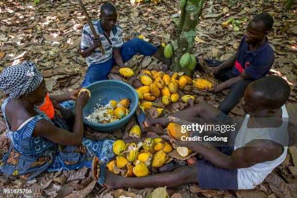 Ivory Coast. Farmers breaking up harvested cocoa pods.