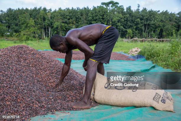 Ivory Coast. Cocoa drying and bagging.
