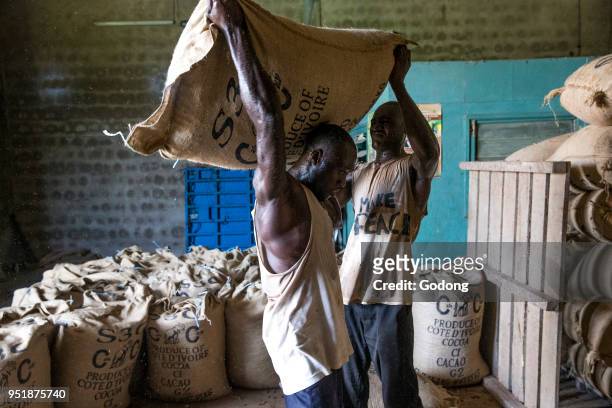 Ivory Coast. Workers carrying cocoa bags.