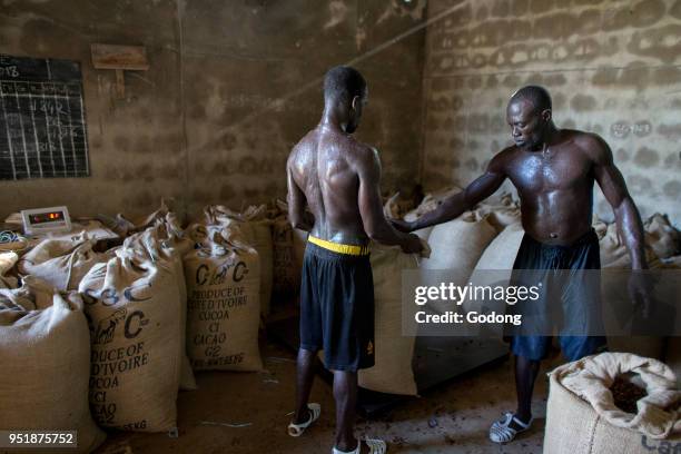 Ivory Coast. Workers filling and weighing cocoa bags.