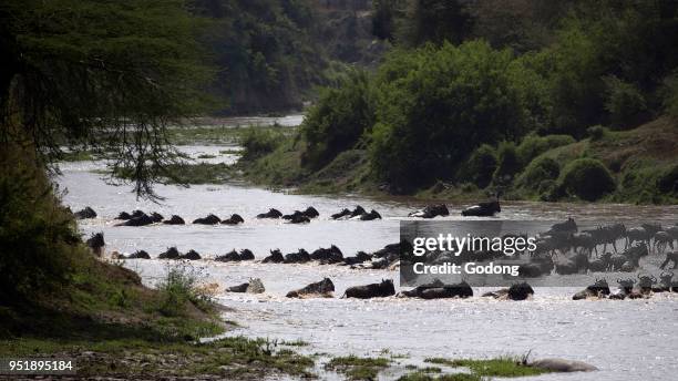 Herd of migrating wildebeest crossing Mara river. Masai Mara game reserve. Kenya.