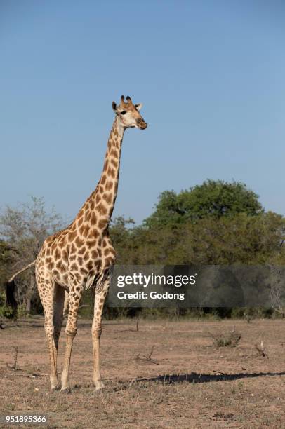 Giraffe in savanna. Keer-Keer. South Africa.