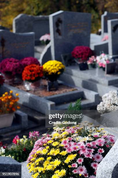 Cemetery on All Saints' Day. Chrysanthemum on grave. Saint Gervais. France.