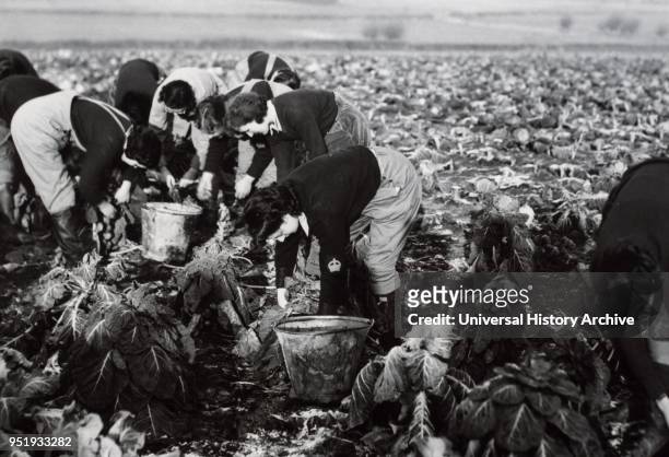 Women's Land army picks vegetables in the English countryside, during World War Two.