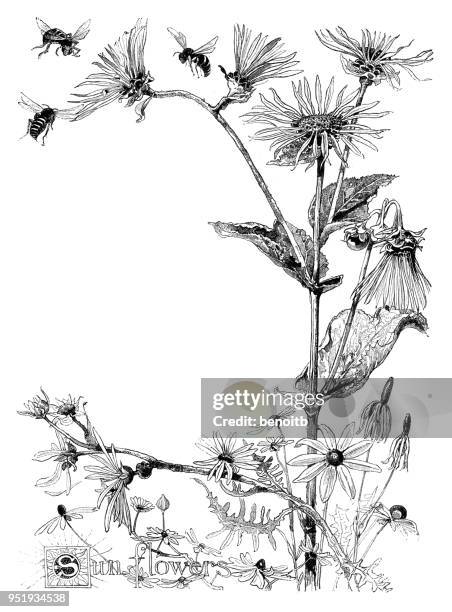 sunflowers - botany sketch stock illustrations