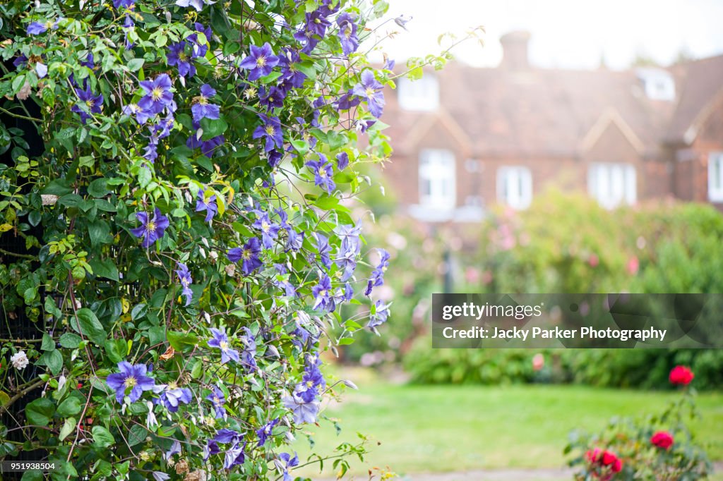 Close-up of a purple Clematis viticella growing over an arch in a summer garden