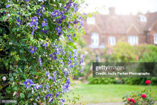 close-up of a purple clematis viticella growing over an arch in a summer garden - buckinghamshire imagens e fotografias de stock