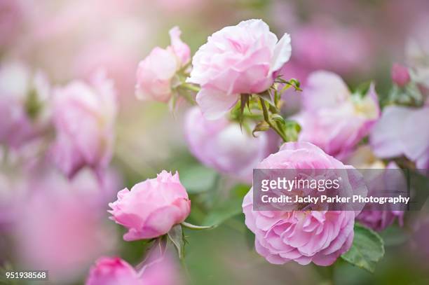 beautiful pink summer flowers of rosa "hyde hall" rose - soft focus stock pictures, royalty-free photos & images
