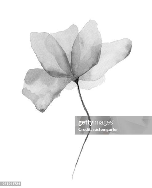 ilustraciones, imágenes clip art, dibujos animados e iconos de stock de fondo acuarela de flor blanca - monochrome