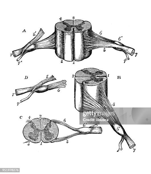 ilustrações de stock, clip art, desenhos animados e ícones de antique illustration of human body anatomy nervous system: cervical spinal cord - medulla oblongata