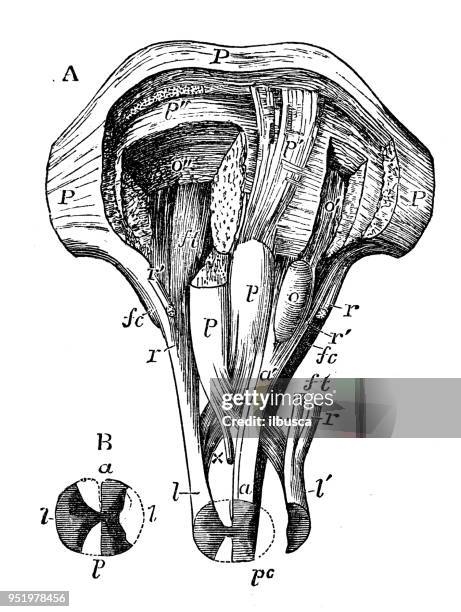 ilustrações de stock, clip art, desenhos animados e ícones de antique illustration of human body anatomy nervous system: medulla oblongata - medulla oblongata