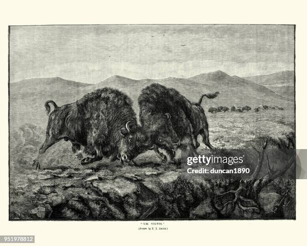 american bison bulls fighting, 19th century - bison stock illustrations