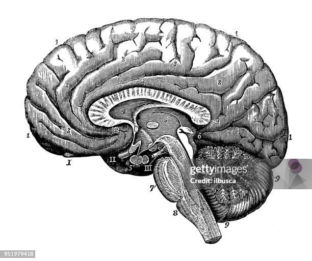 stockillustraties, clipart, cartoons en iconen met antieke illustratie van menselijk lichaam anatomie zenuwstelsel: brain sectie - potloodtekening