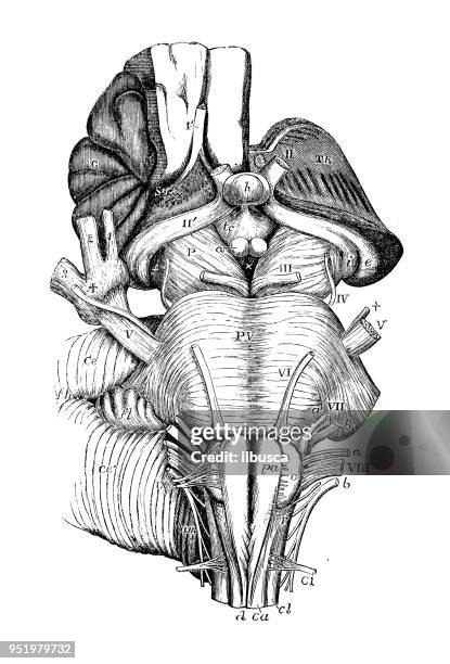 ilustrações de stock, clip art, desenhos animados e ícones de antique illustration of human body anatomy nervous system: pons varolii, medulla oblongata, crura cerebri - medulla oblongata