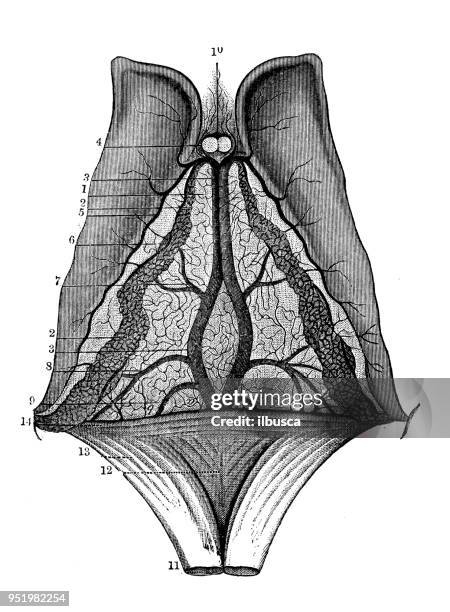 antique illustration of human body anatomy nervous system: velum interpositum, choroid plexus, corpora striata - choroid plexus stock illustrations