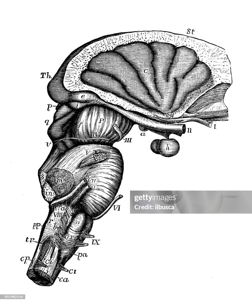Antique illustration of human body anatomy nervous system: Pons Varolii, Medulla Oblongata, Crura Cerebri