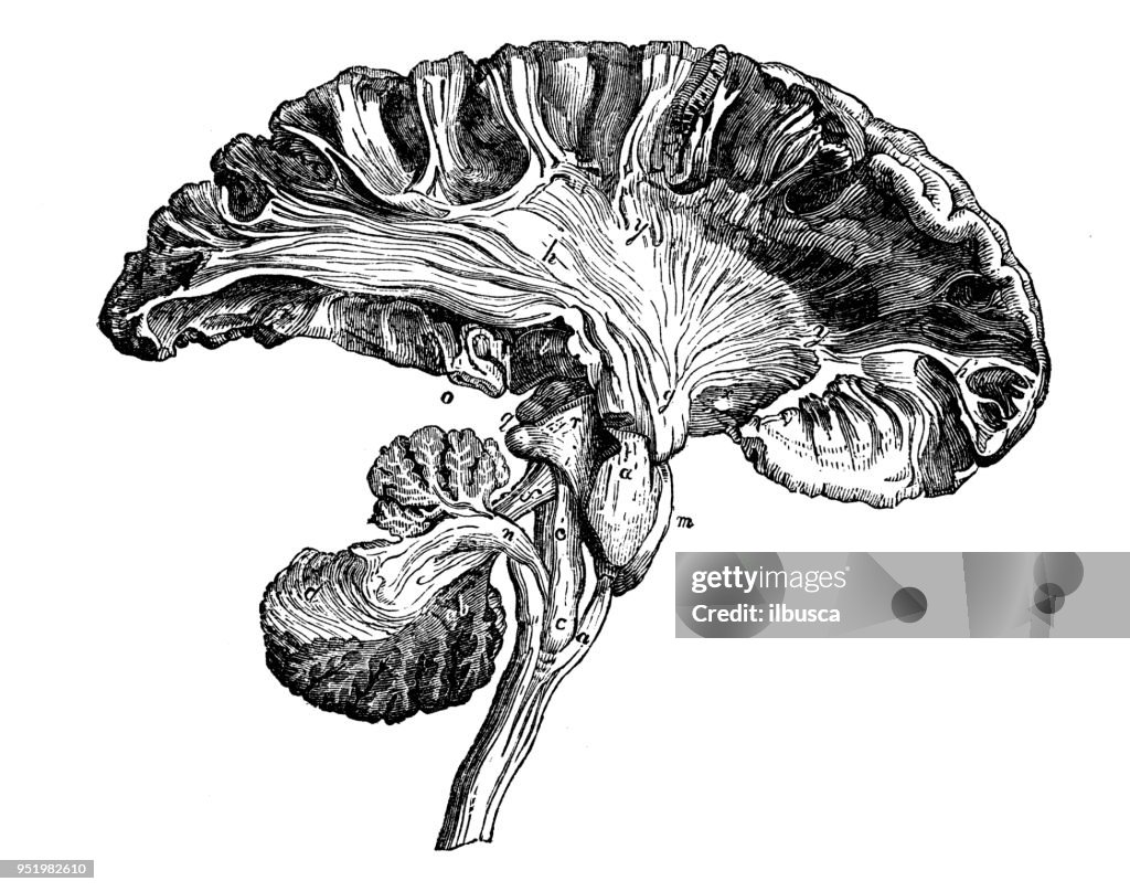 Antique illustration of human body anatomy nervous system: Medulla Oblongata, Cerebellum, Cerebrum