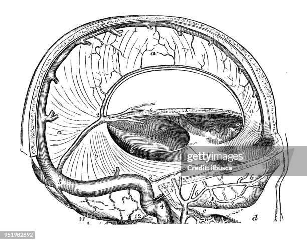 illustrations, cliparts, dessins animés et icônes de antique illustration du corps humain anatomie du système nerveux : faux du cerveau, tentorium du cervelet - cervelet