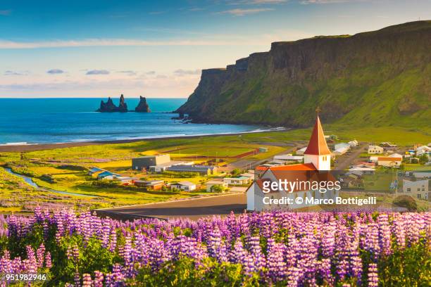 lupins in bloom at the village of vik, iceland - townscape 個照片及圖片檔