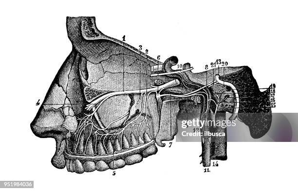 antique illustration of human body anatomy nervous system: spheno palatine ganglion - ganglion stock illustrations