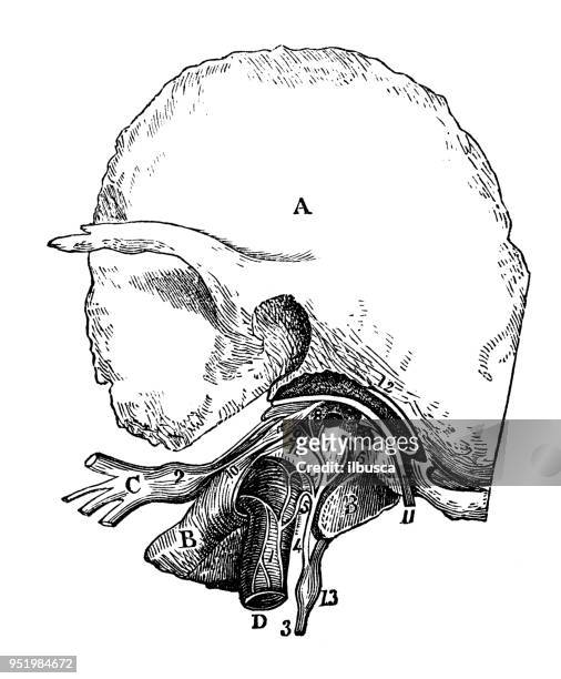 ilustraciones, imágenes clip art, dibujos animados e iconos de stock de antigua ilustración del cuerpo humano anatomía del sistema nervioso: rama timpánica del nervio gloso faríngeo - oído medio