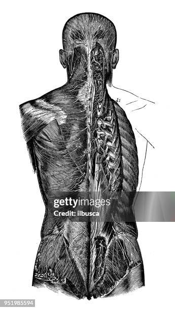 antique illustration of human body anatomy nervous system: cervical nerves - cervix stock illustrations stock illustrations