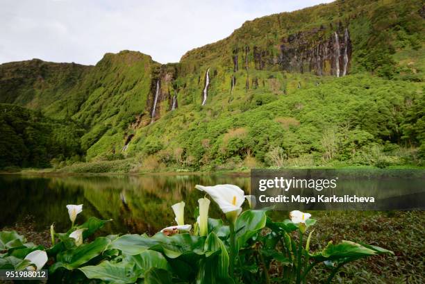 calla flowers at famous waterfalls in flores island, azores - flores stockfoto's en -beelden