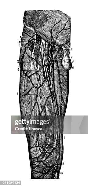 ilustraciones, imágenes clip art, dibujos animados e iconos de stock de antigua ilustración del cuerpo humano anatomía del sistema nervioso: los nervios de la pierna - cerebro animal