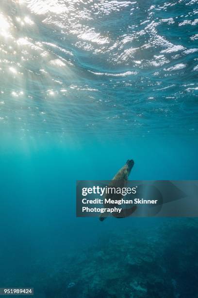 search the depths - great barrier reef marine park stockfoto's en -beelden