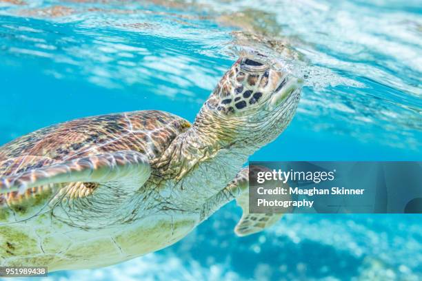breath of fresh air - great barrier reef marine park stock-fotos und bilder