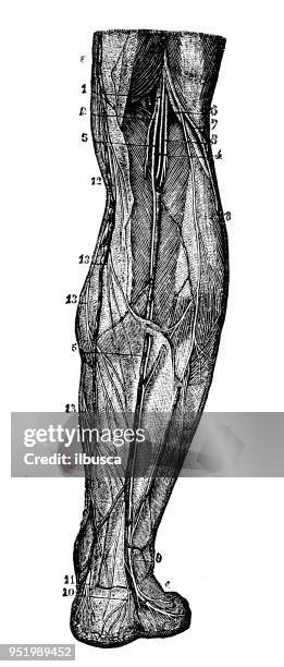 ilustraciones, imágenes clip art, dibujos animados e iconos de stock de antigua ilustración del cuerpo humano anatomía del sistema nervioso: los nervios de la pierna - cerebro animal