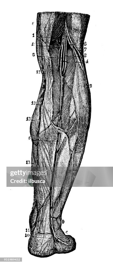 Antique illustration of human body anatomy nervous system: Leg nerves