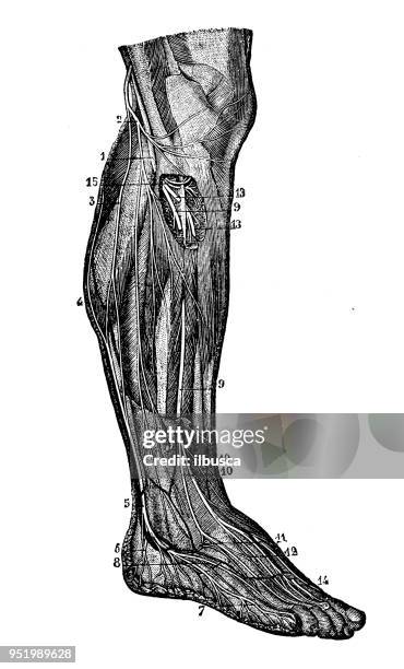 ilustraciones, imágenes clip art, dibujos animados e iconos de stock de antigua ilustración del cuerpo humano anatomía del sistema nervioso: los nervios de la pierna - cerebro animal