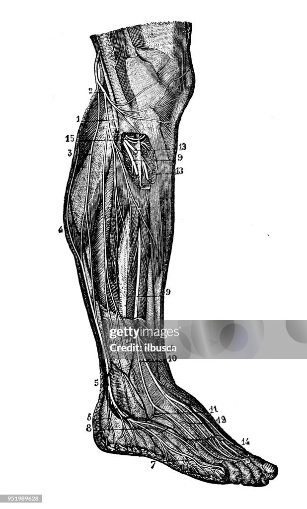 Antique illustration of human body anatomy nervous system: Leg nerves