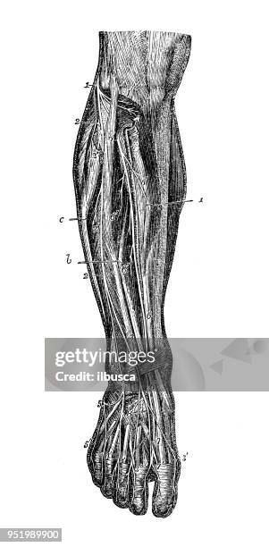 ilustraciones, imágenes clip art, dibujos animados e iconos de stock de antigua ilustración del cuerpo humano anatomía del sistema nervioso: los nervios de la pierna - cerebro animal