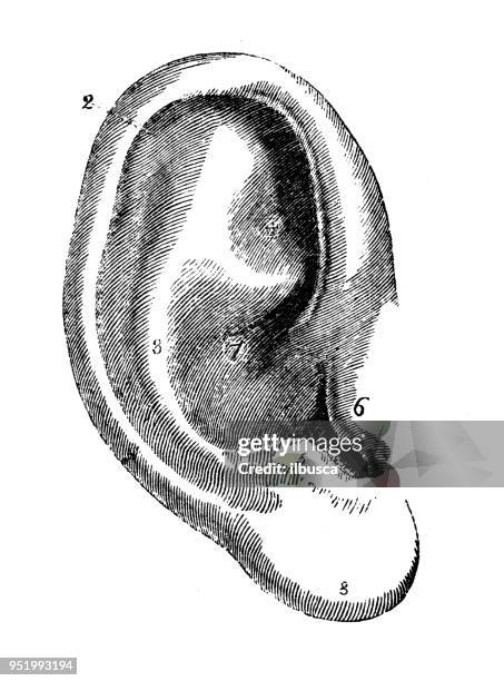 illustrazioni stock, clip art, cartoni animati e icone di tendenza di illustrazione antica dell'anatomia del corpo umano: orecchio - ear