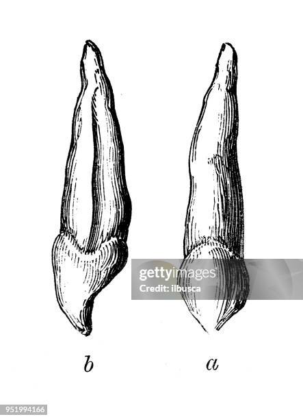 antique illustration of human body anatomy: canine teeth - canine teeth stock illustrations