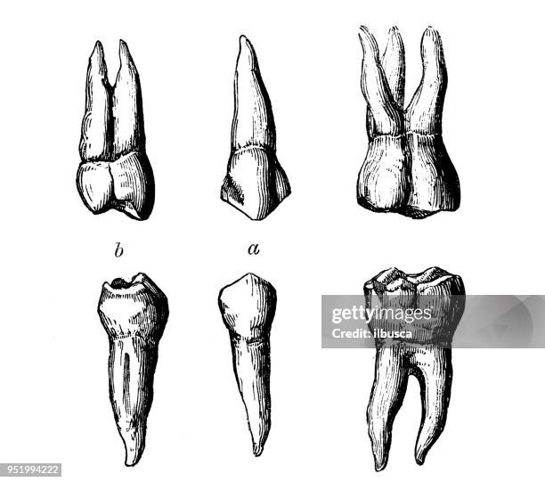 stockillustraties, clipart, cartoons en iconen met antieke illustratie van de anatomie van het menselijk lichaam: molaire tanden - molar