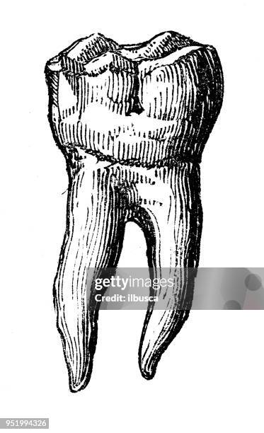 stockillustraties, clipart, cartoons en iconen met antieke illustratie van de anatomie van het menselijk lichaam: molaire tand - molar