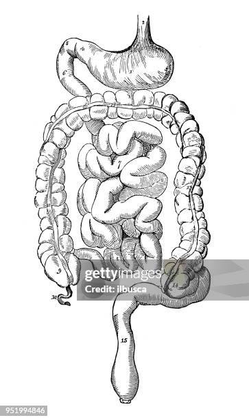 antike darstellung der anatomie des menschlichen körpers: verdauungssystem - human-digestive-system-diagram stock-grafiken, -clipart, -cartoons und -symbole