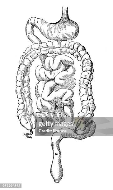  fotos e imágenes de Digestive System Drawing - Getty Images