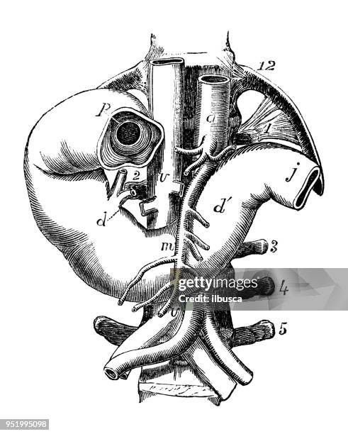 ilustraciones, imágenes clip art, dibujos animados e iconos de stock de antigua ilustración de la anatomía del cuerpo humano: duodeno - duodeno