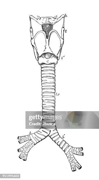 antique illustration of human body anatomy: larynx and trachea - trachea stock illustrations