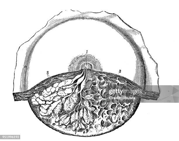 antique illustration of human body anatomy: mammary gland - mammary artery stock illustrations