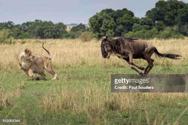 Wildebeest Charging at Hunting Lioness, Masai Mara Game Reserve, Kenya